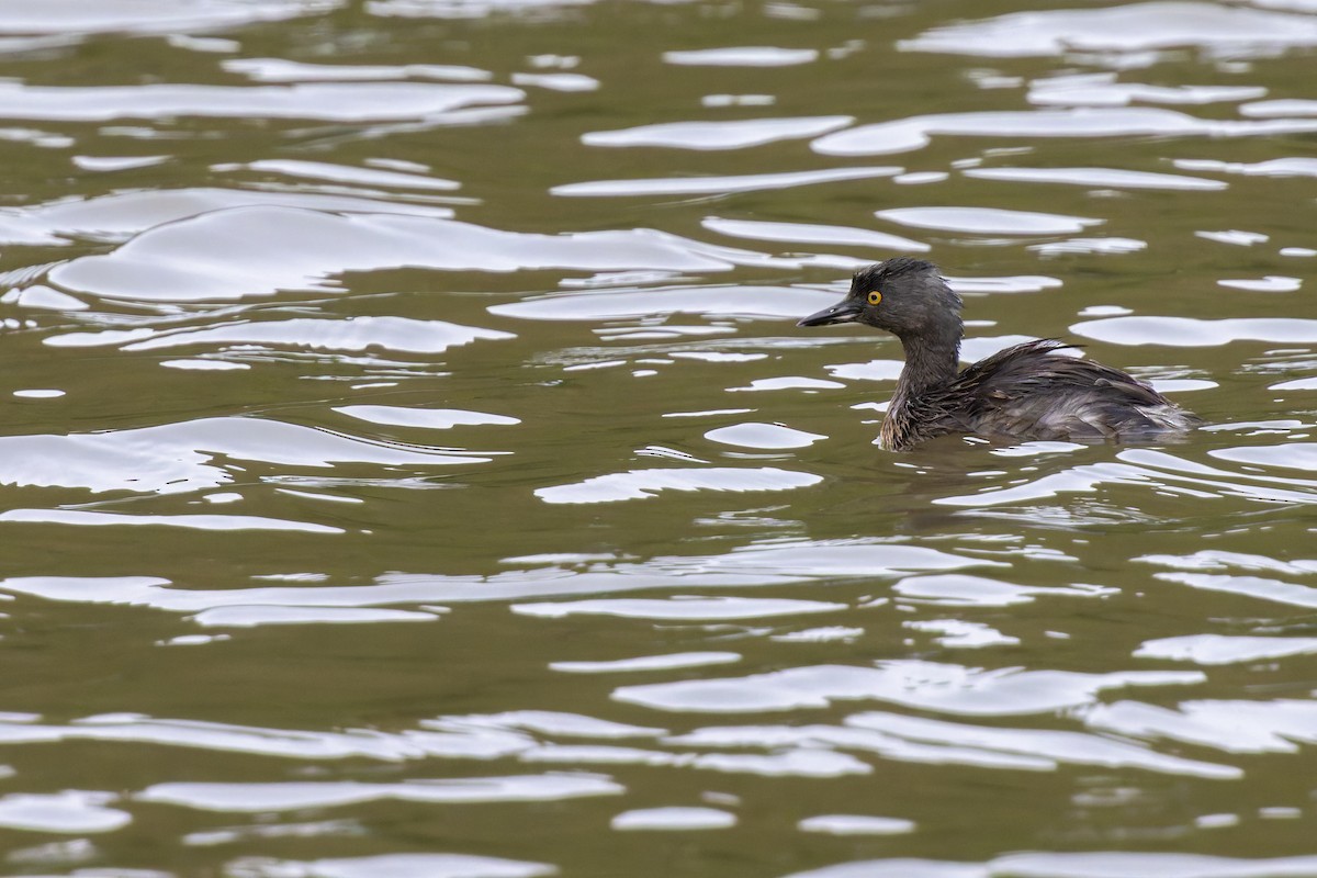 Least Grebe - ML647424413