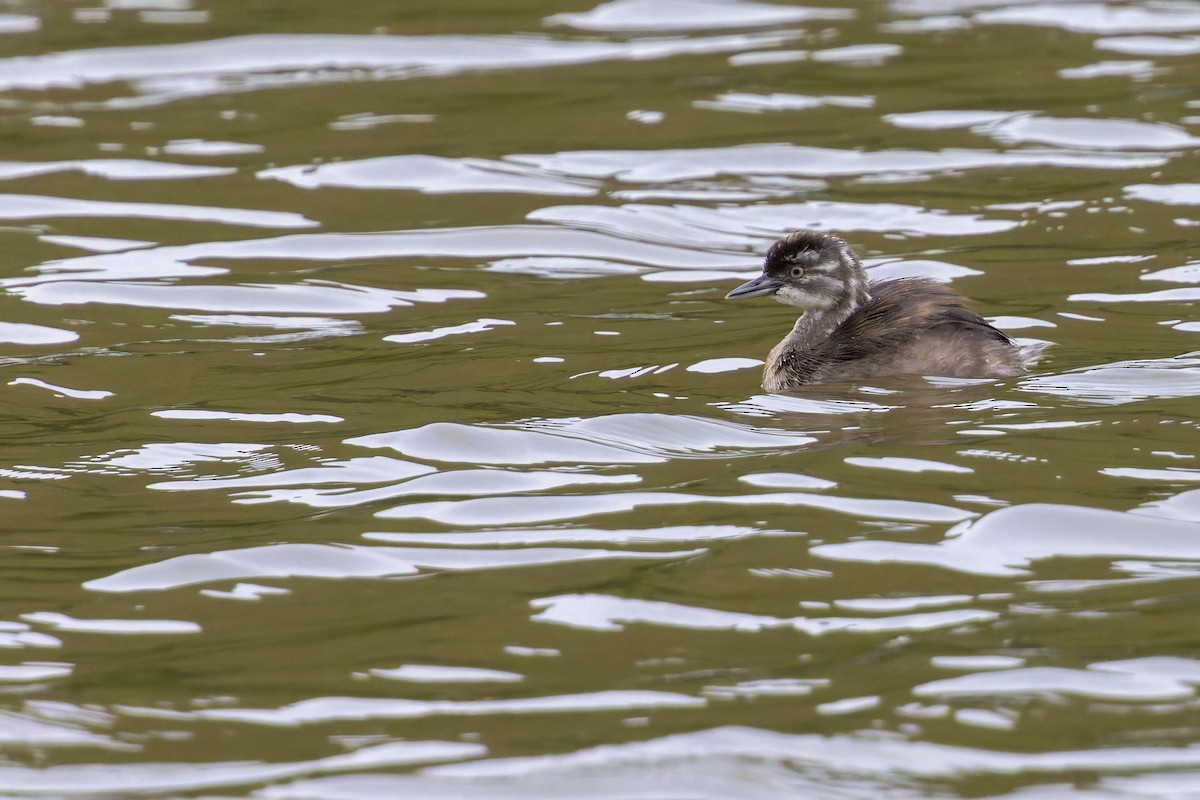 Least Grebe - ML647424414