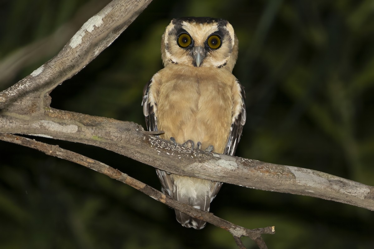 Buff-fronted Owl - ML647424424