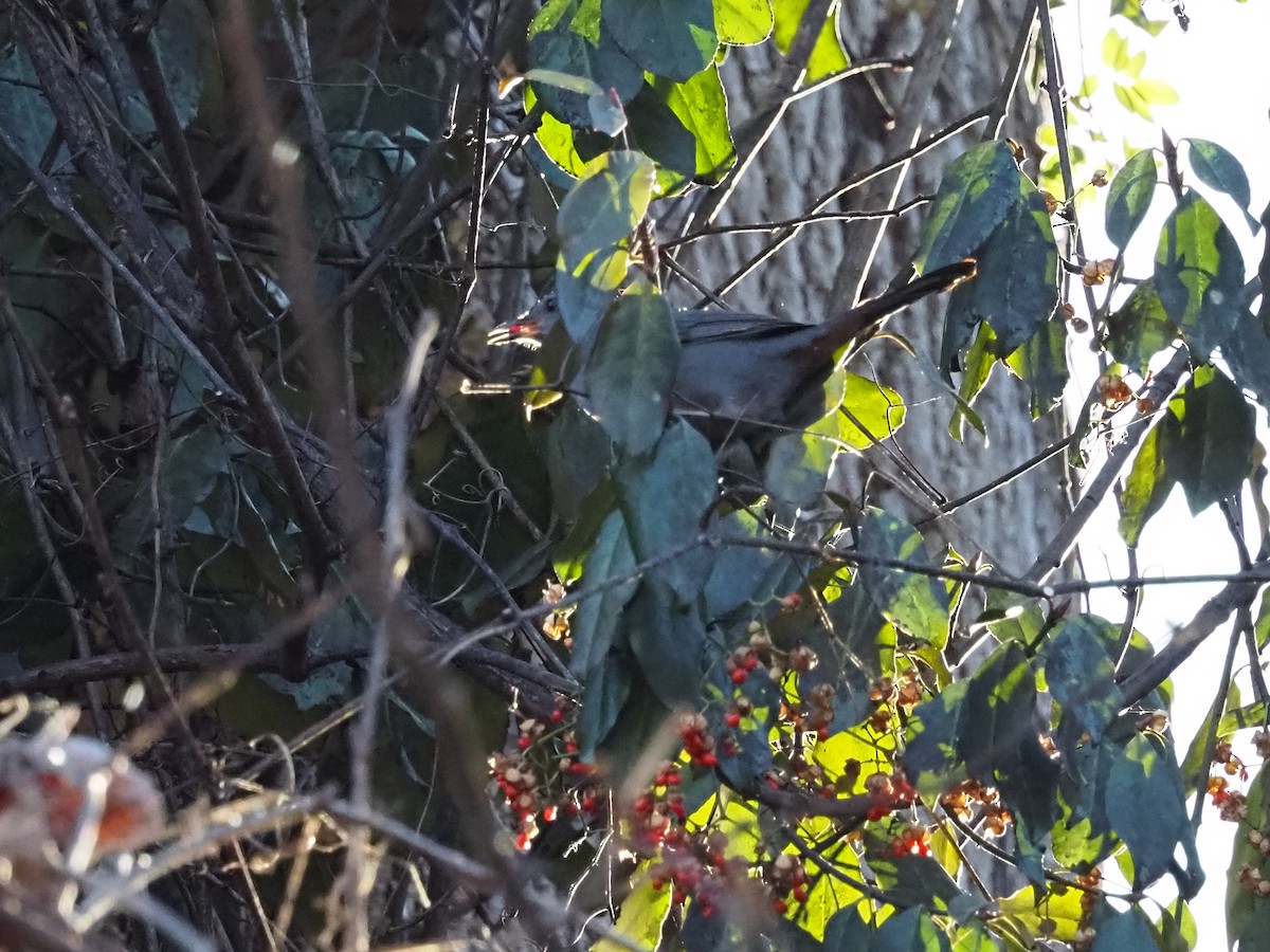 Пересмішник сірий - ML647424434