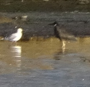 אנפת לילה (obscurus) - ML647424436