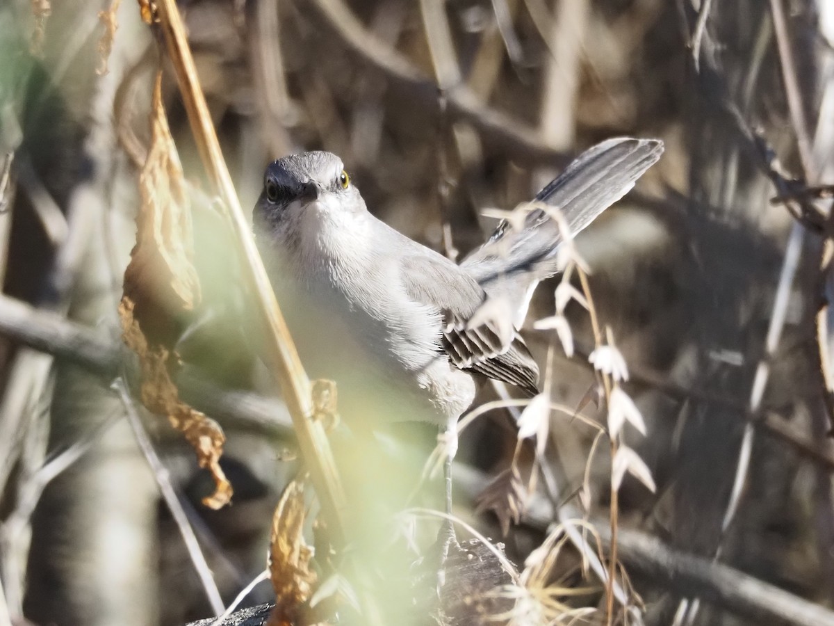 Northern Mockingbird - ML647424443