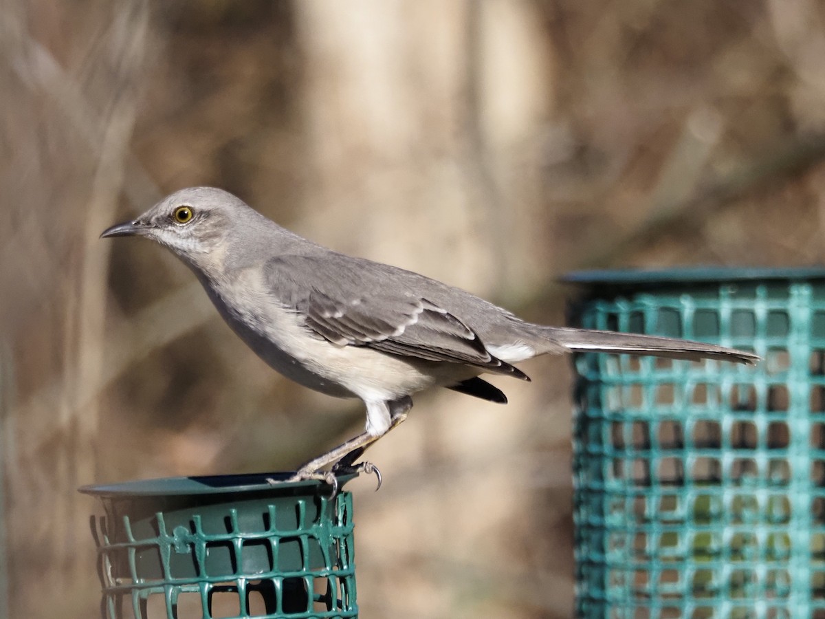 Northern Mockingbird - ML647424444