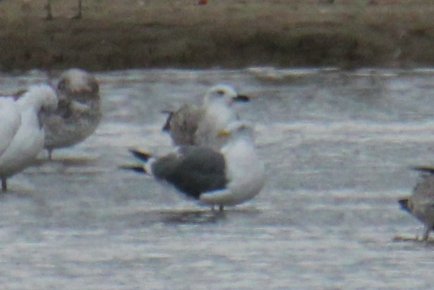 Lesser Black-backed Gull (intermedius/graellsii) - ML647424473