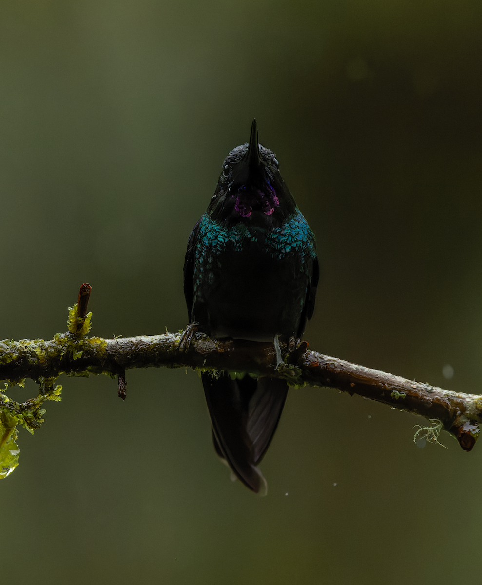 Tourmaline Sunangel - ML647424486