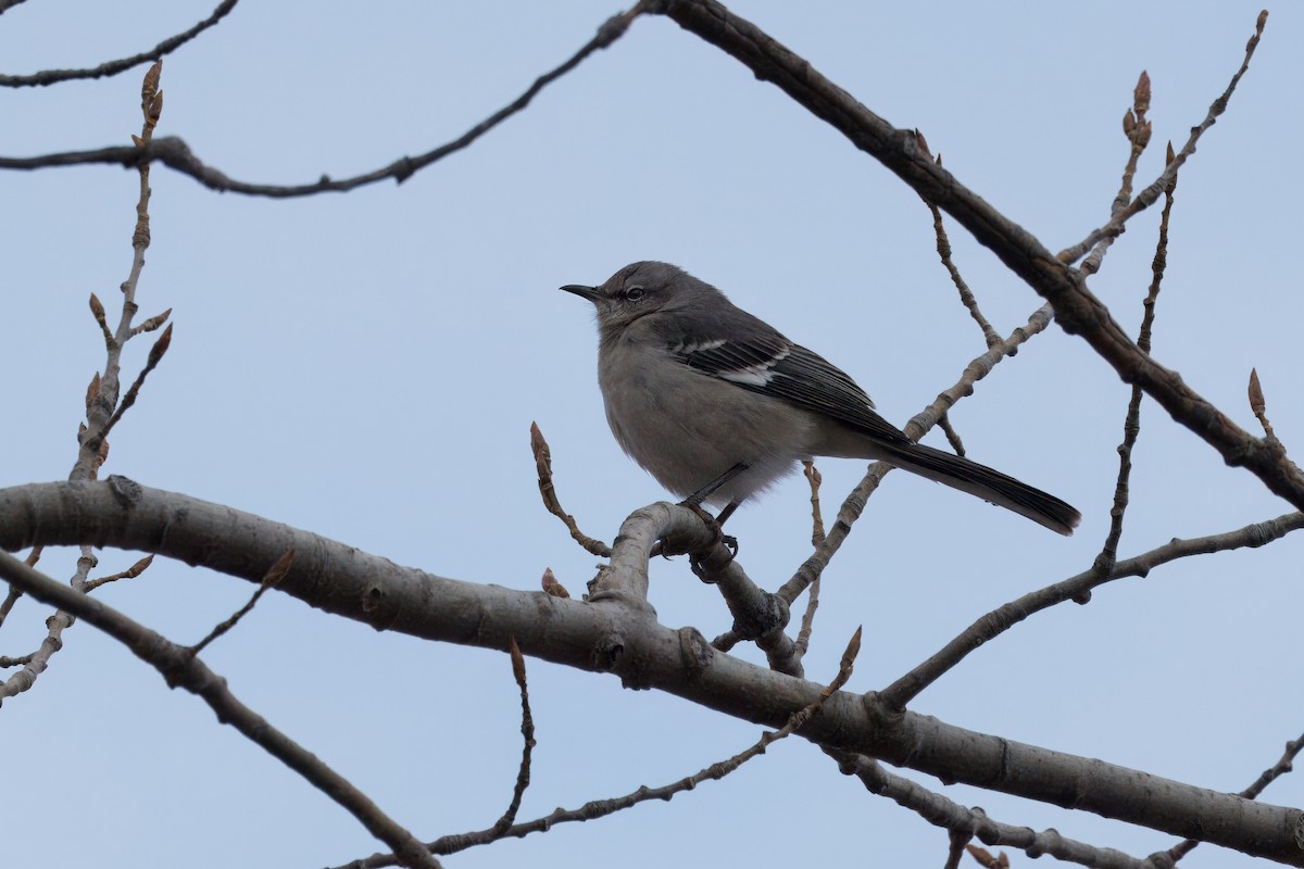 Northern Mockingbird - ML647424503