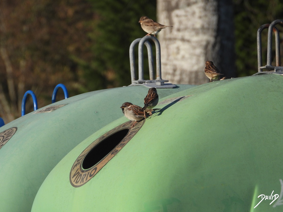 Gorrión Común - ML647424532