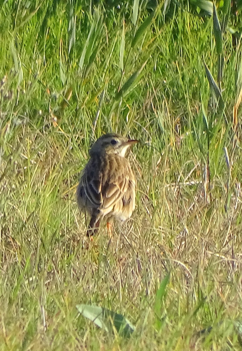 Richard's Pipit - ML647424579