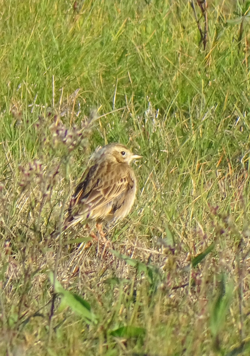 Richard's Pipit - ML647424580