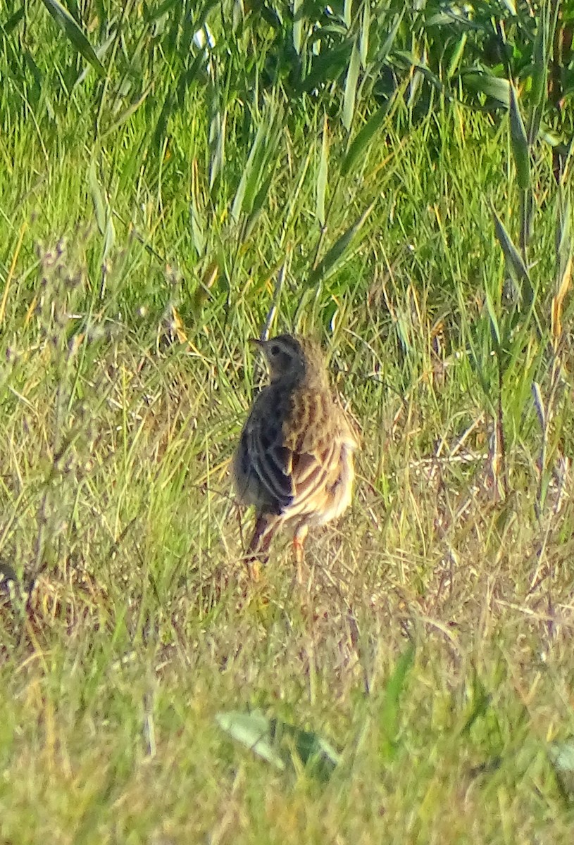 Richard's Pipit - ML647424581