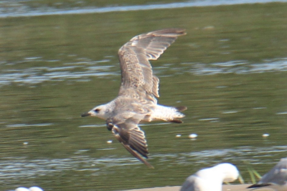 Lesser Black-backed Gull - ML647424594