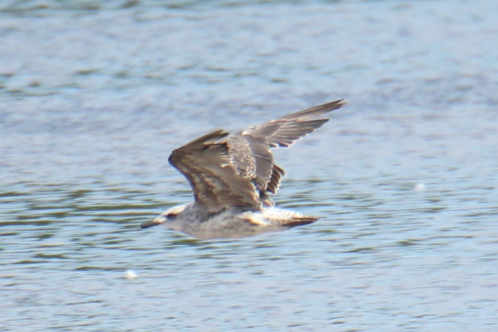 Lesser Black-backed Gull - ML647424595