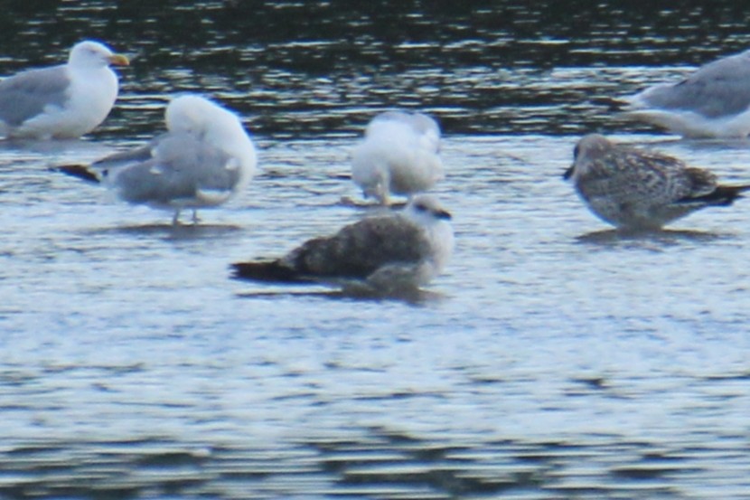Lesser Black-backed Gull - ML647424596