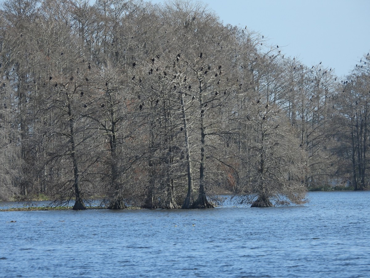 Double-crested Cormorant - ML647424598