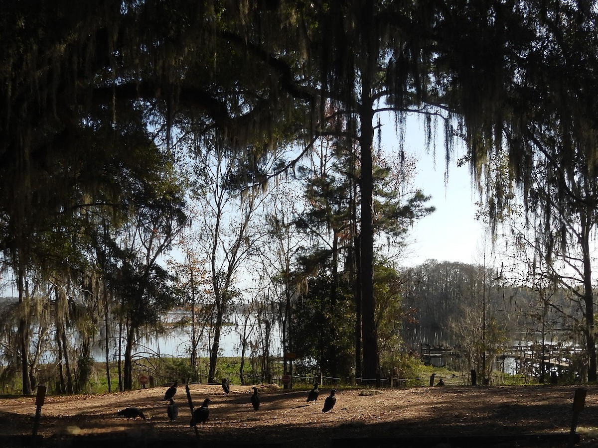 Black Vulture - ML647424607