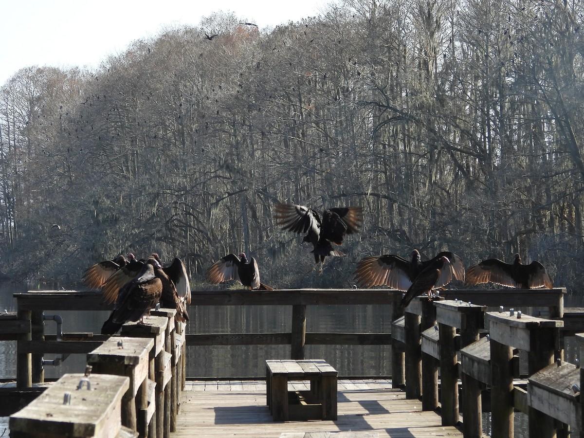 Turkey Vulture - ML647424619