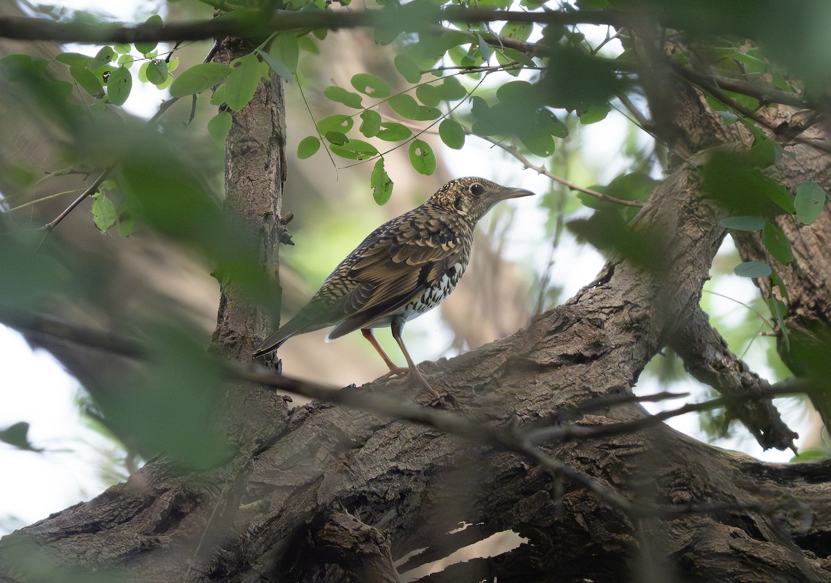 トラツグミ - ML647424629