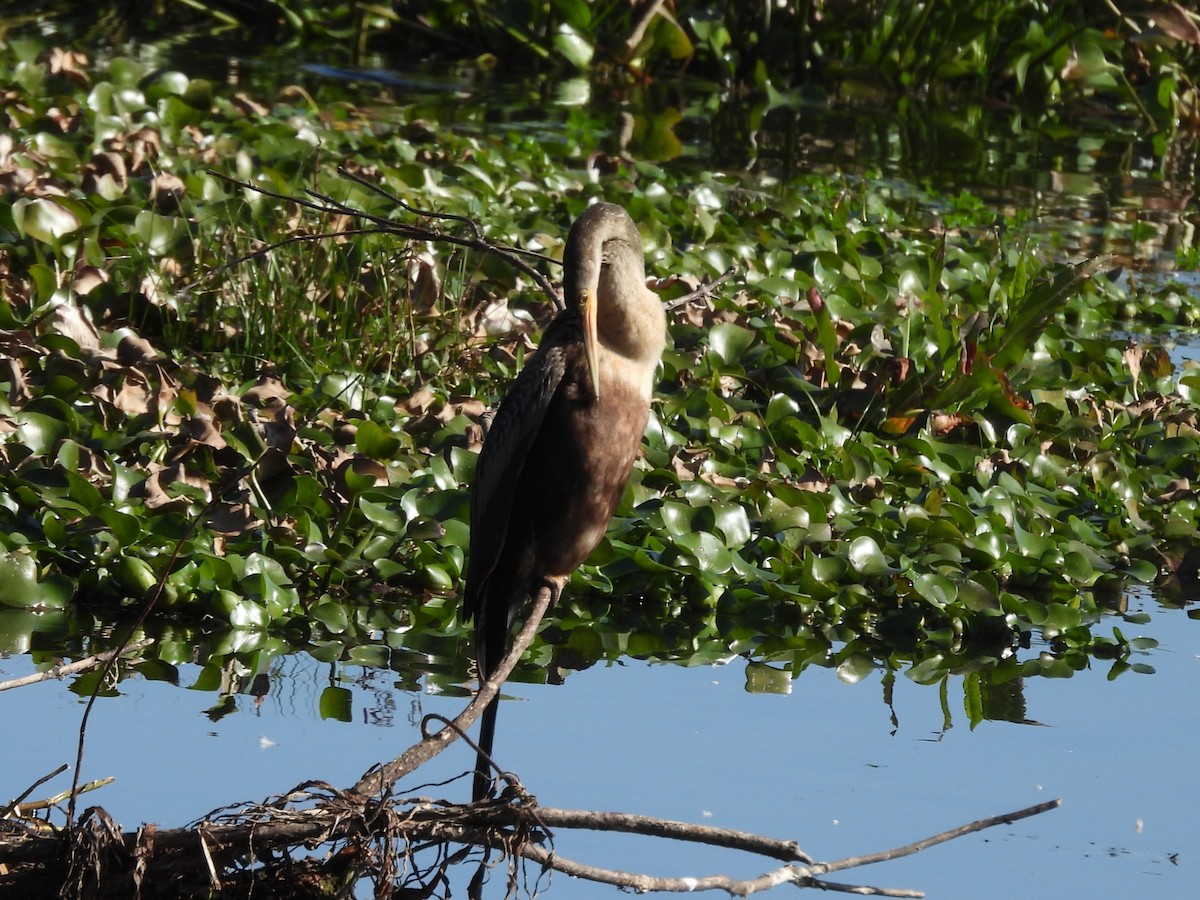 Anhinga - ML647424659