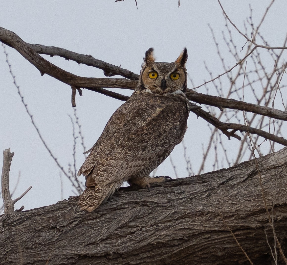 Hontz virginiarra - ML647424673