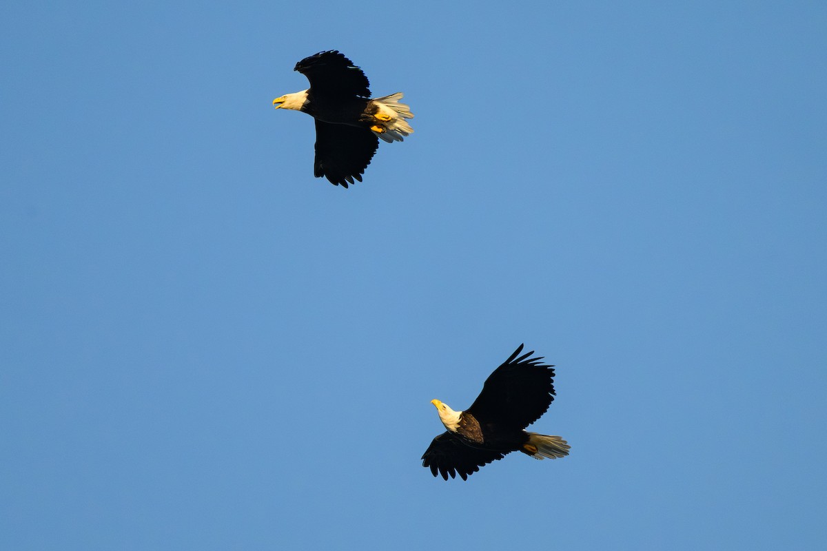 Bald Eagle - ML647424692