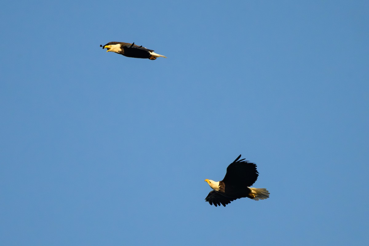 Bald Eagle - ML647424693