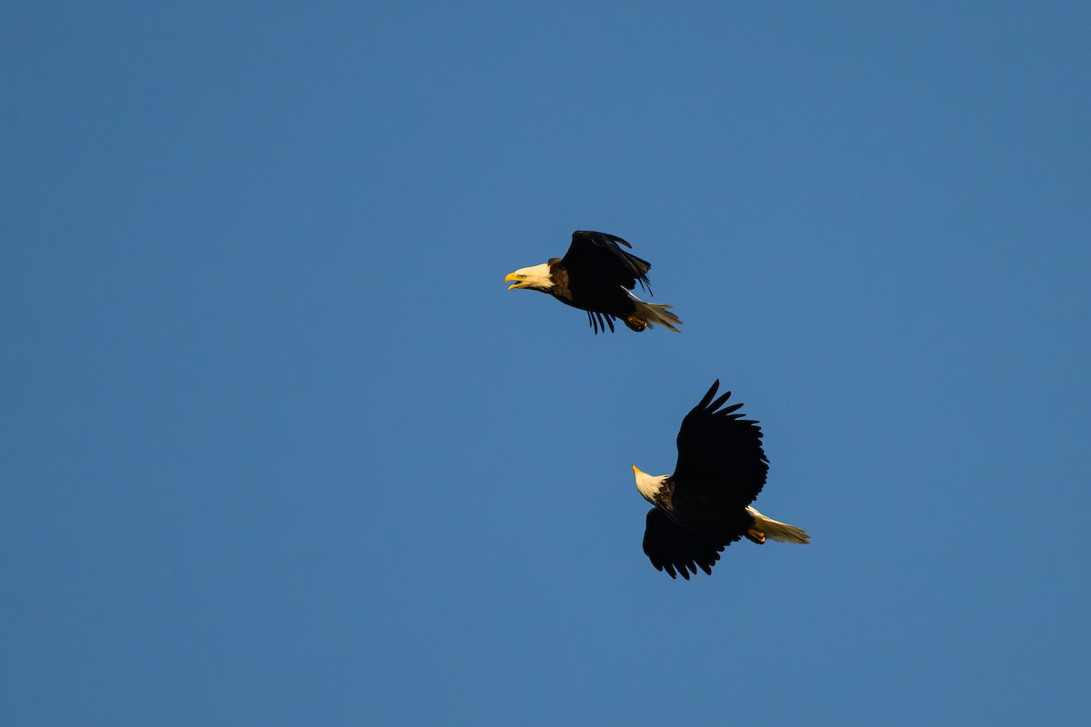 Bald Eagle - ML647424695