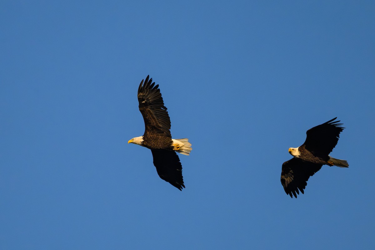 Bald Eagle - ML647424697