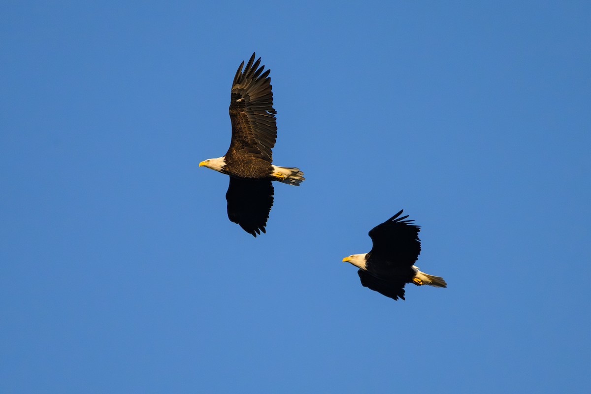 Bald Eagle - ML647424698