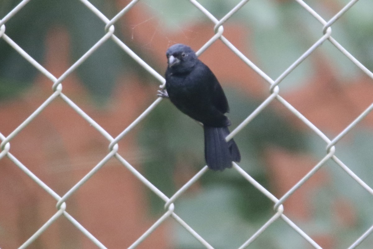 Variable Seedeater - ML647424699