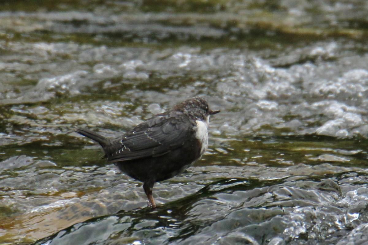 אמודאי הנחלים - ML647424715