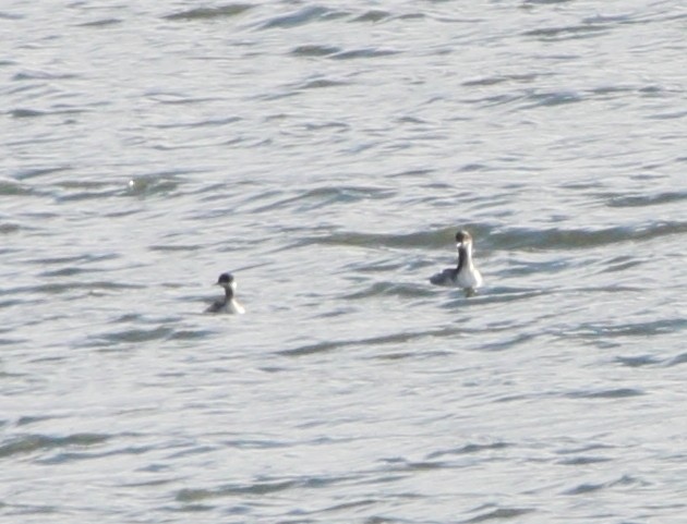 potápka černokrká - ML647424725