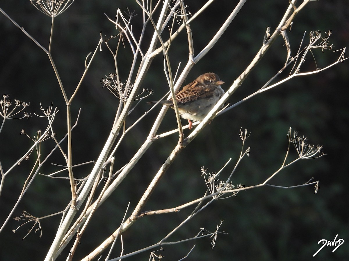 Gorrión Común - ML647424729