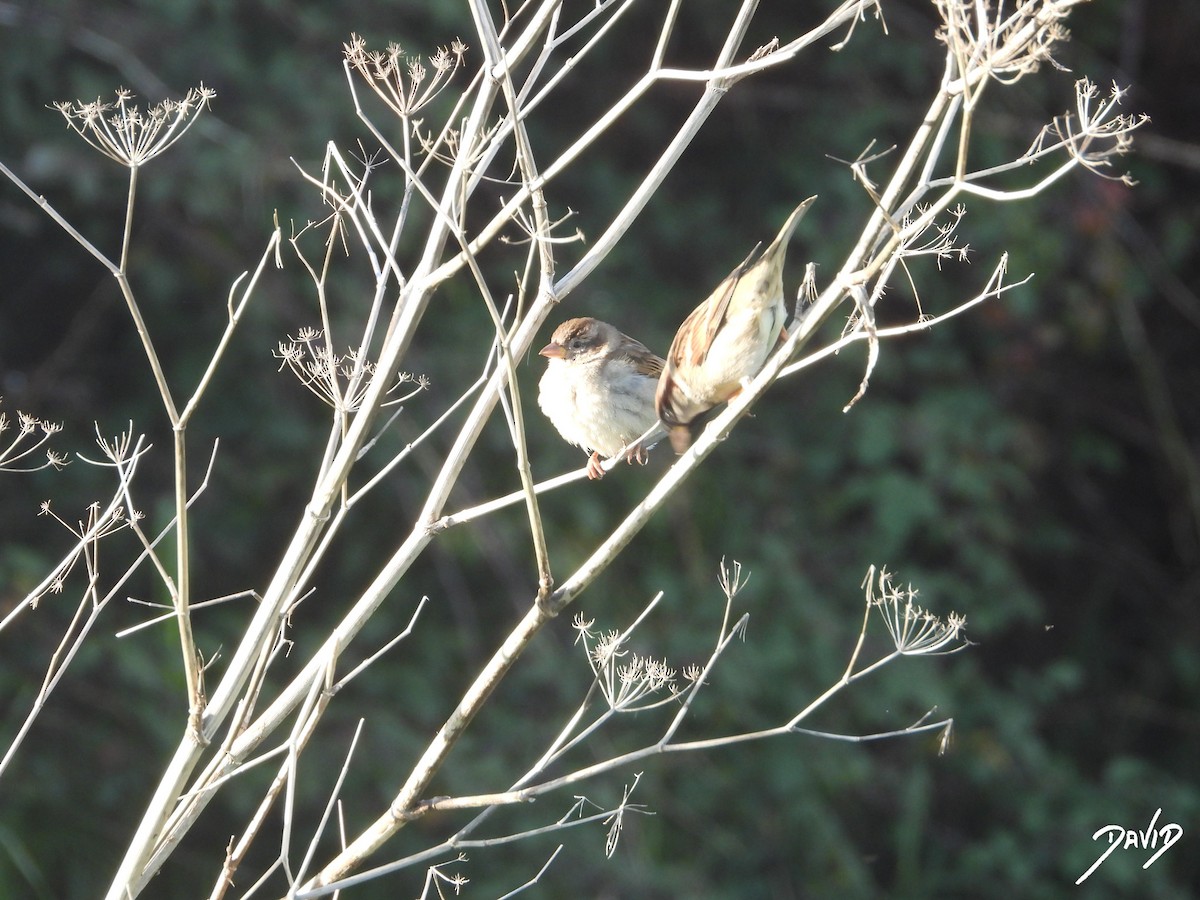 Gorrión Común - ML647424730