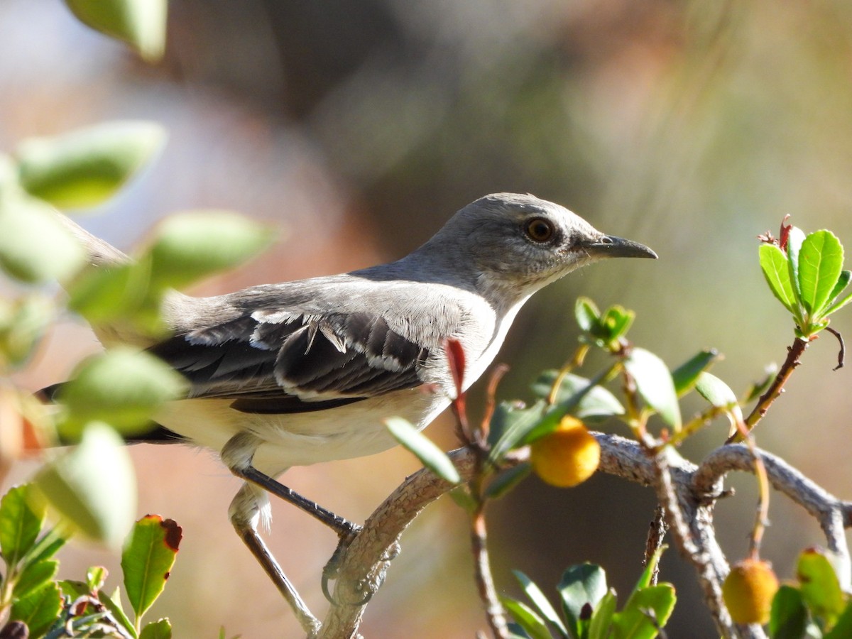 Northern Mockingbird - ML647424733