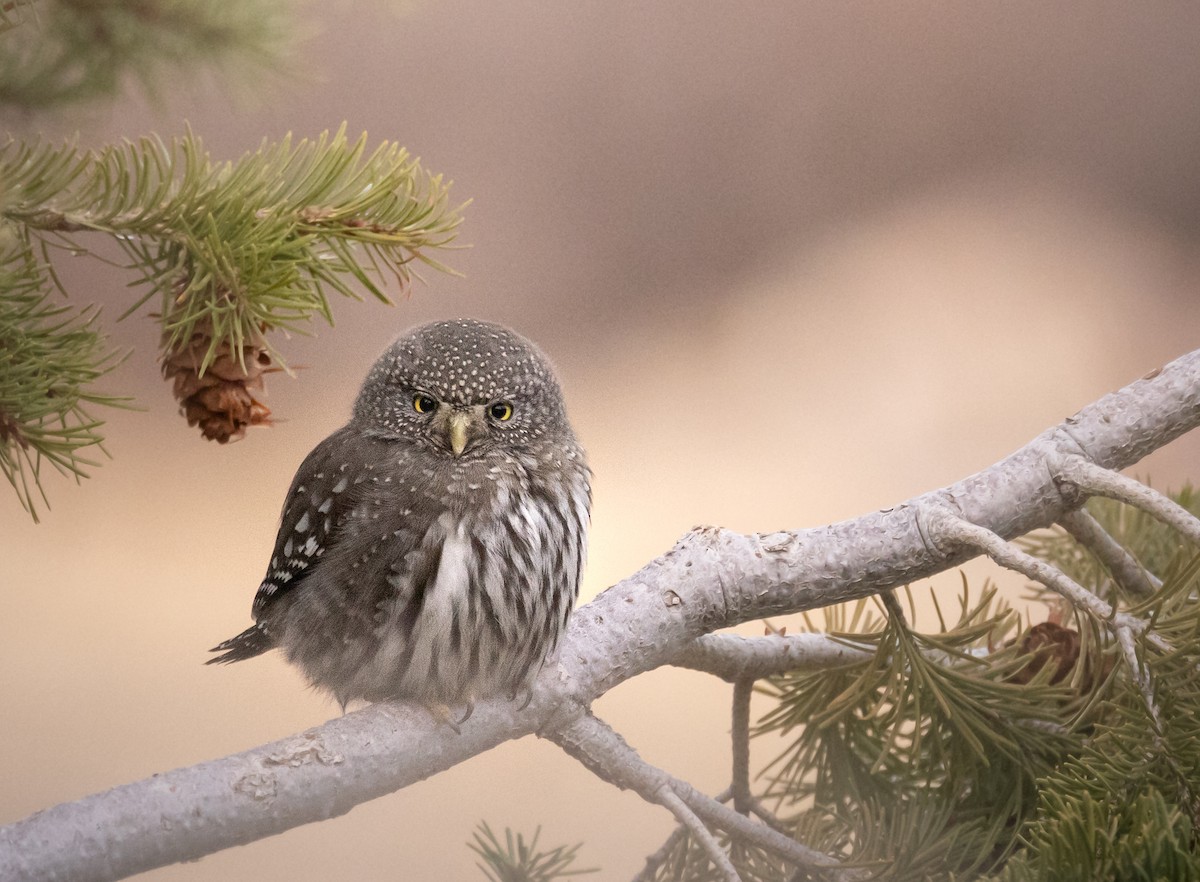 Northern Pygmy-Owl (Rocky Mts.) - ML647424736