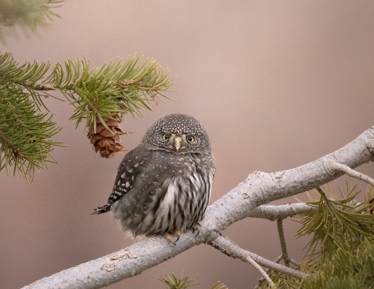 Northern Pygmy-Owl (Rocky Mts.) - ML647424737
