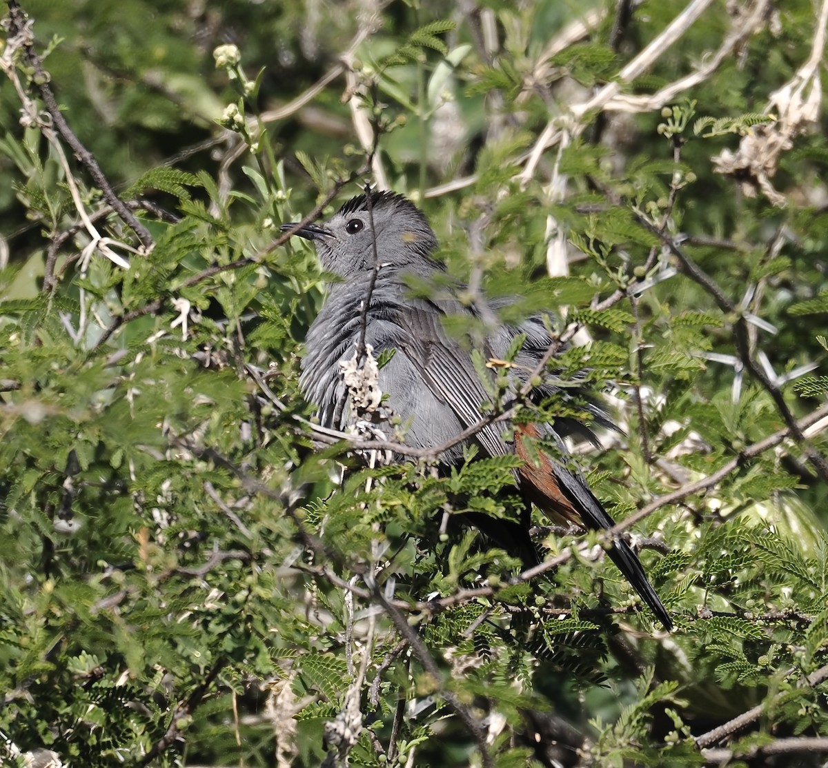 Пересмішник сірий - ML647424739