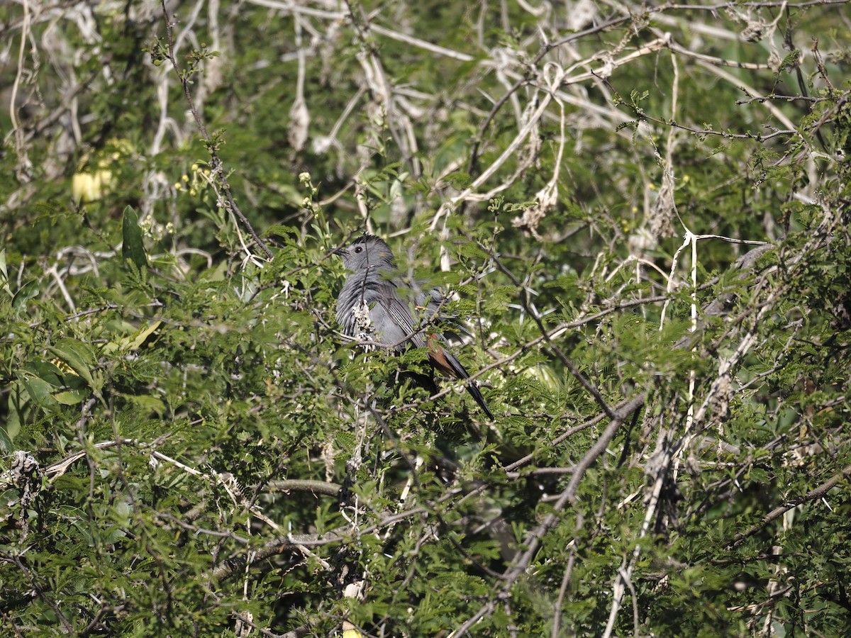 Пересмішник сірий - ML647424740