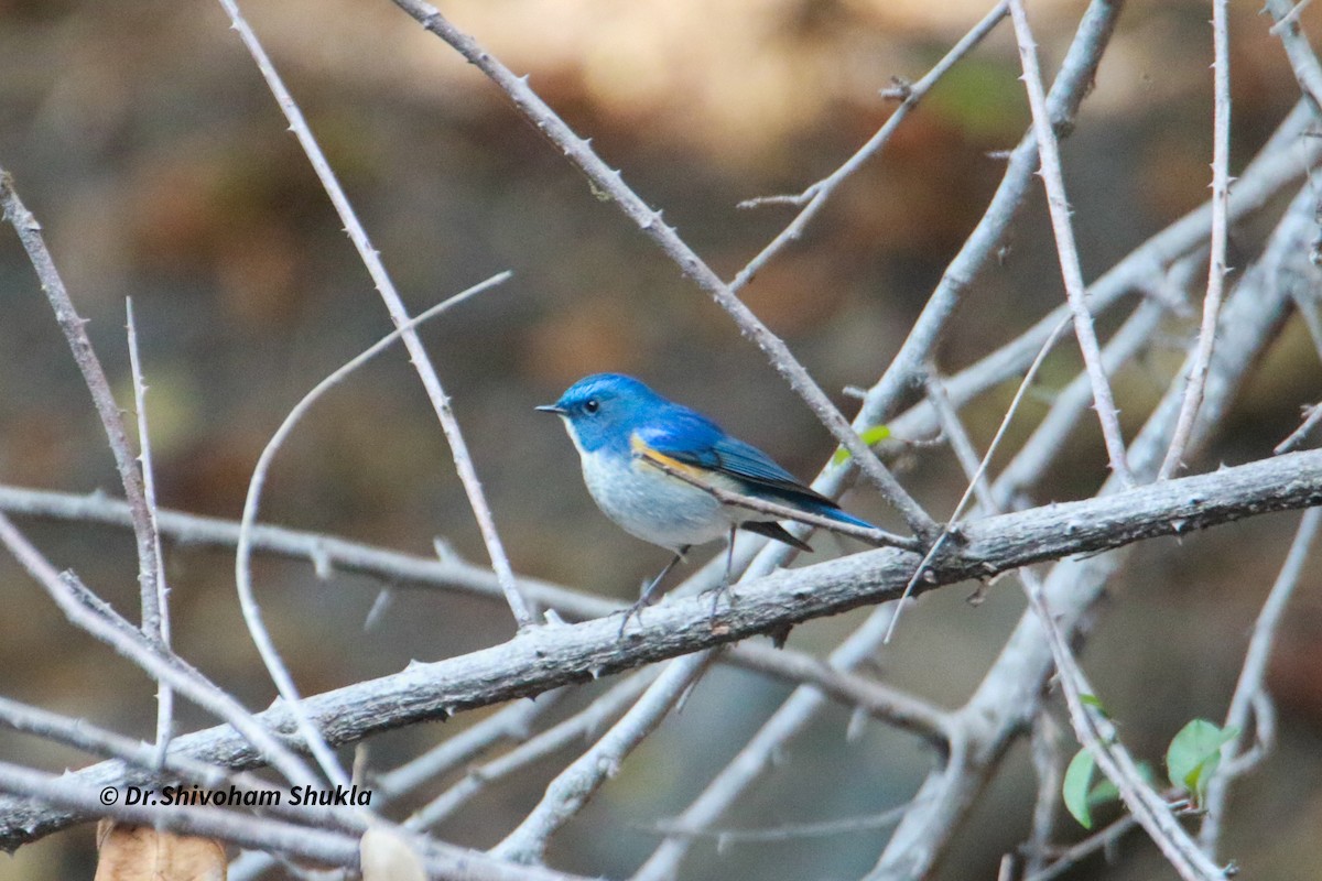 Синьохвіст гімалайський - ML647424742