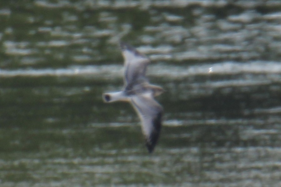 Mediterranean Gull - ML647424750
