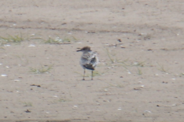 Mediterranean Gull - ML647424751