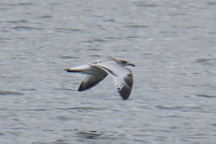 Mediterranean Gull - ML647424752
