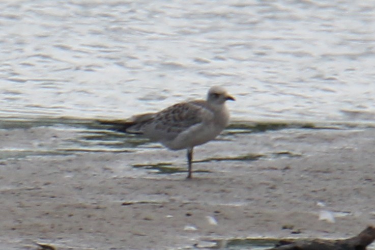 Mediterranean Gull - ML647424753