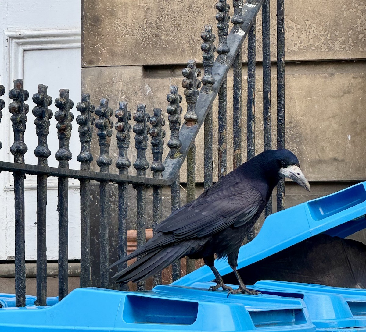 Ekin Kargası - ML647424762