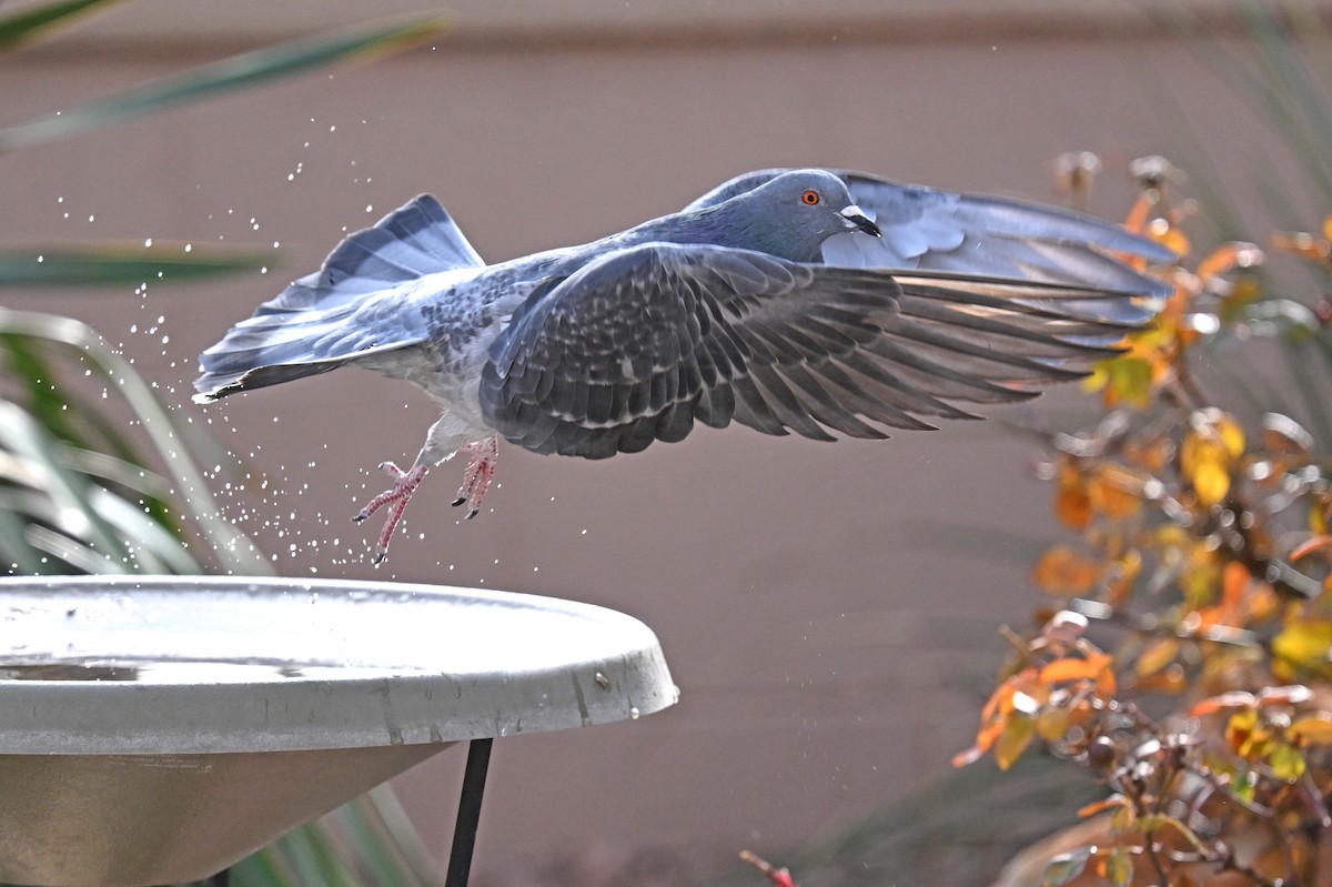 Rock Pigeon (Feral Pigeon) - ML647424770