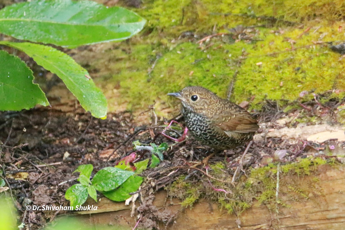 Тимелія-куцохвіст велика - ML647424771