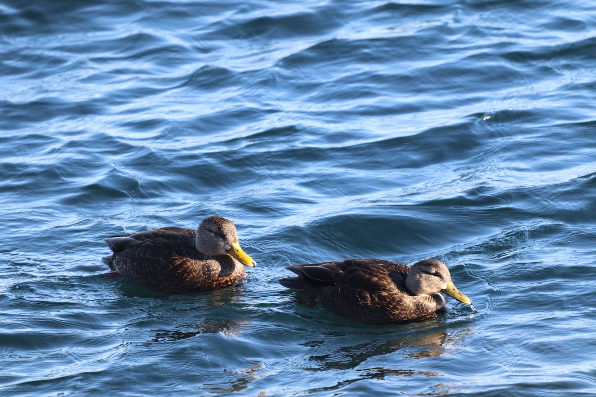 American Black Duck - ML647424821