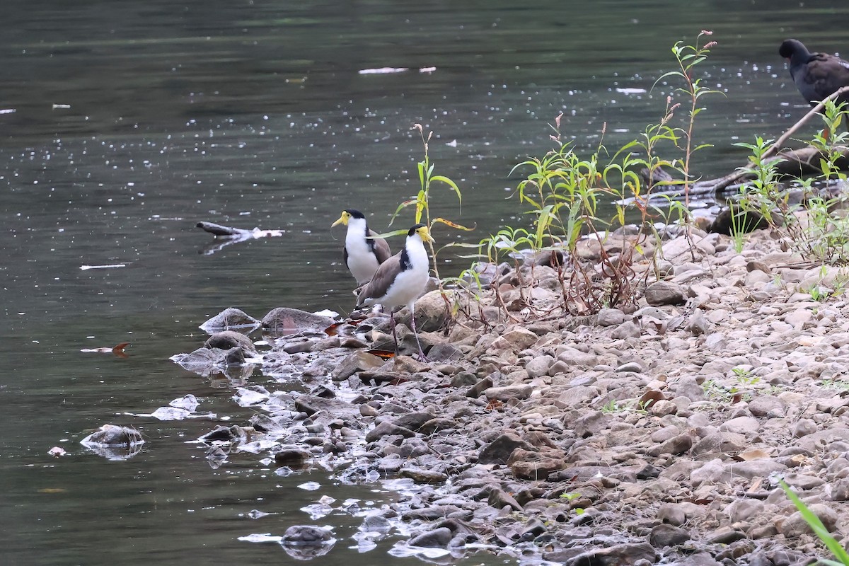 Avefría Militar (Sureña) - ML647424839