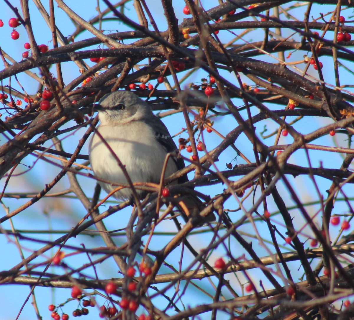 Northern Mockingbird - ML647424840