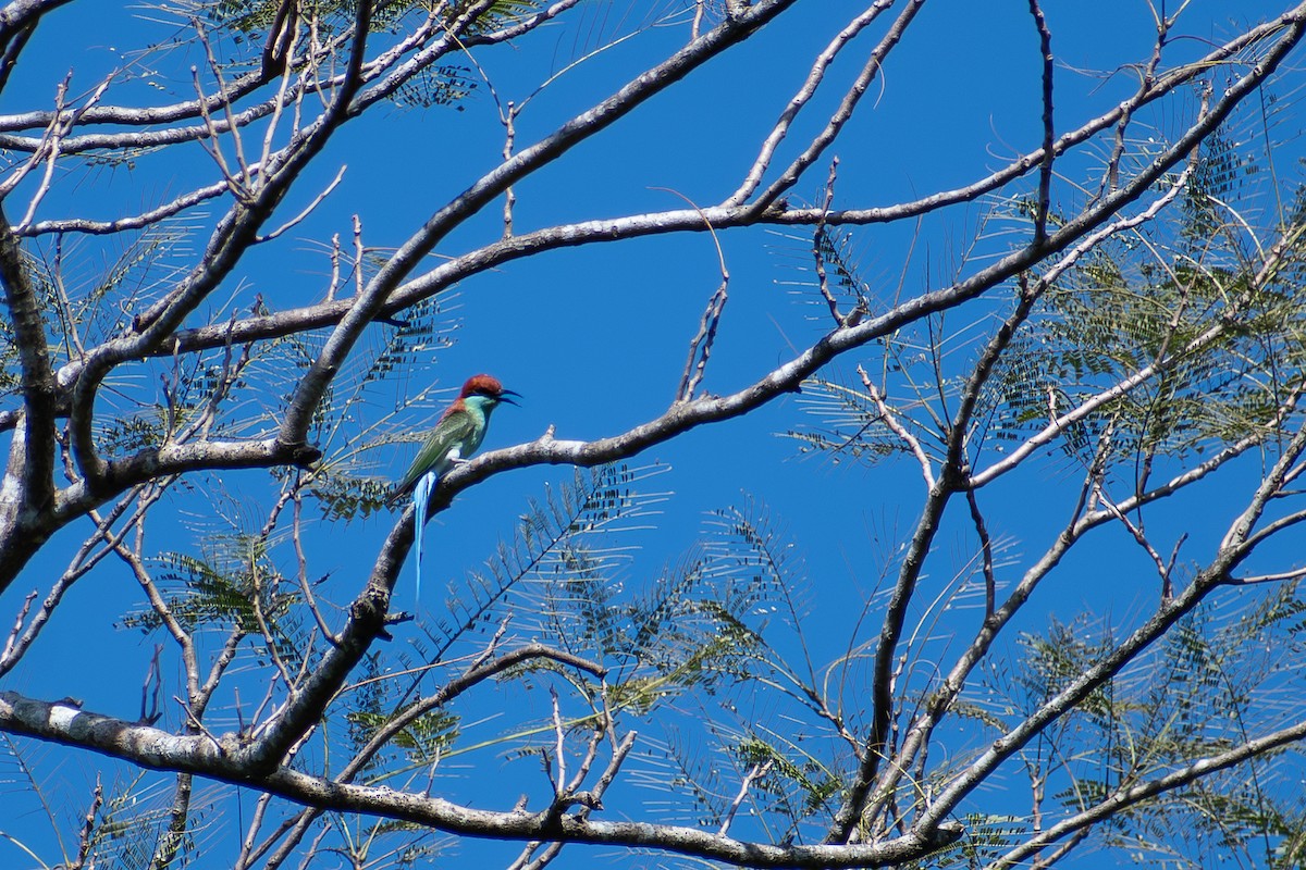 Rufous-crowned Bee-eater - ML647424845